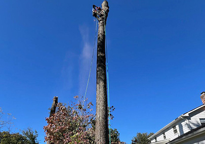 Safe Tree Cutting