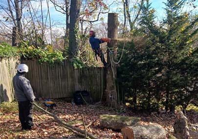 Tree Removal Project
