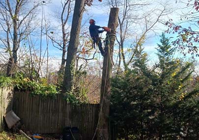 Tree Trimming & Cleanup