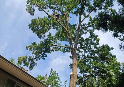 Stump Removal